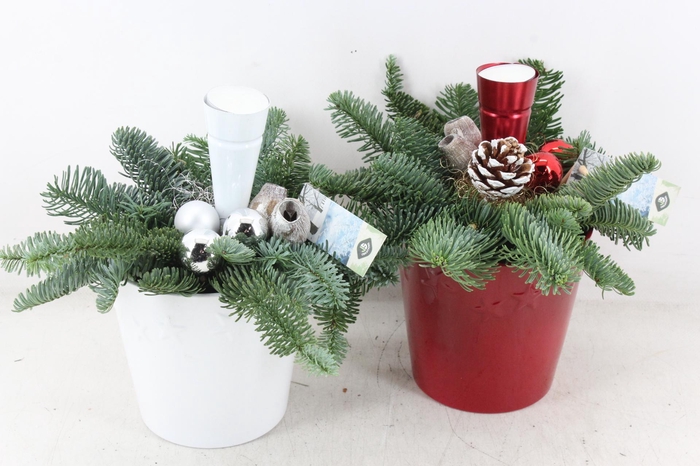 <h4>arr5 Kerst JS - Ker. pot red/white ster x6</h4>