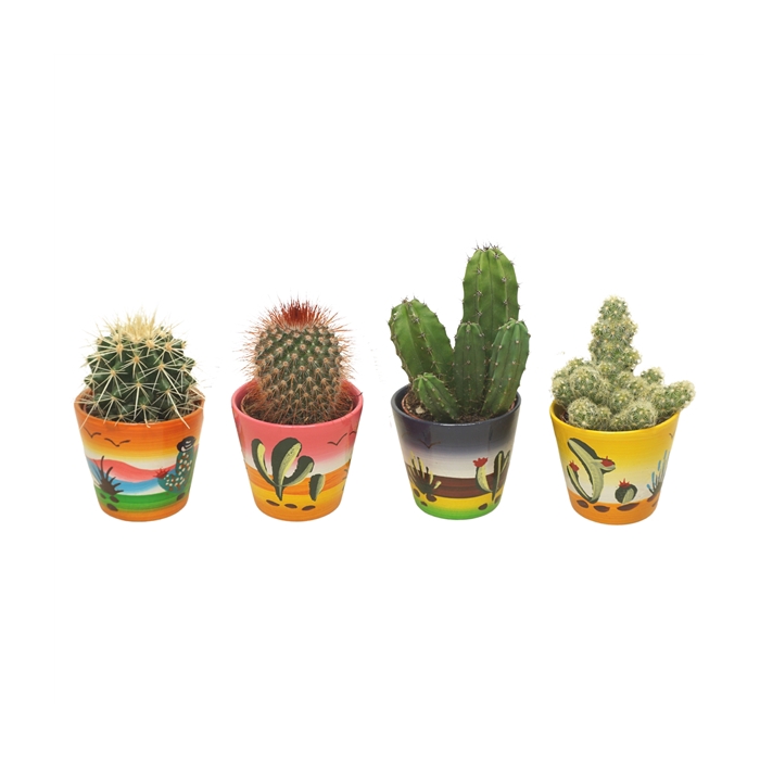 <h4>Cactus mix in 8 cm 'Decorpotje'</h4>