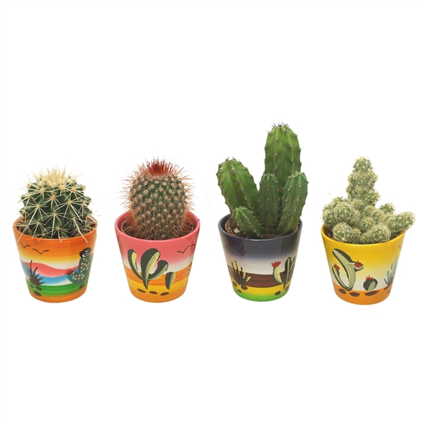 <h4>Cactus mix in 8 cm 'Decorpotje'</h4>