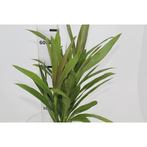 FOLH DRACENA POA FOLHA FINA