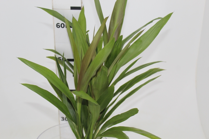 <h4>FOLH DRACENA POA FOLHA FINA</h4>