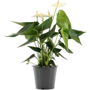 Anthurium Cocos in transparant sleeve
