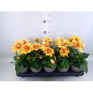 Dahlia DE 'Labella Medio'   ...mix