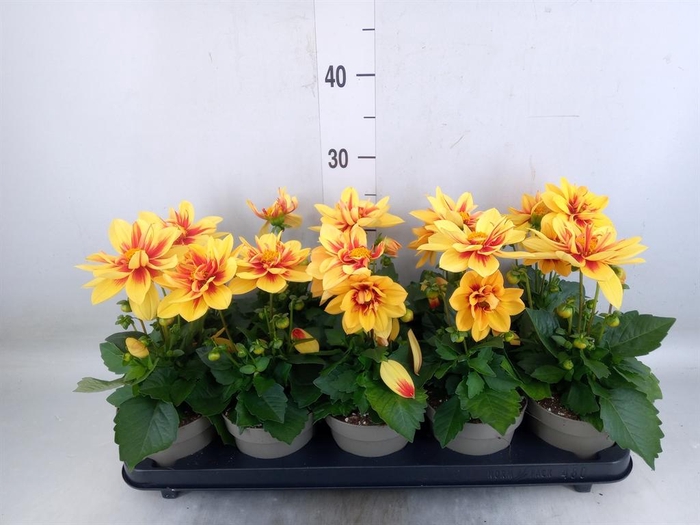 <h4>Dahlia DE 'Labella Medio'   ...mix</h4>