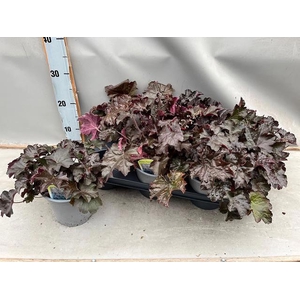 HEUCH MI PALACE PURP