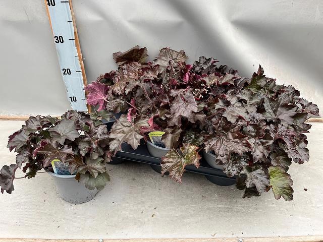 <h4>HEUCH MI PALACE PURP</h4>