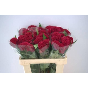 Cel C Reprise Velvet