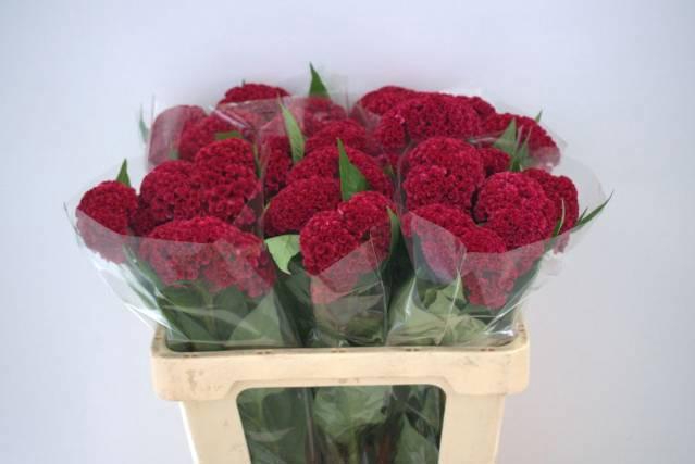 <h4>Cel C Reprise Velvet</h4>