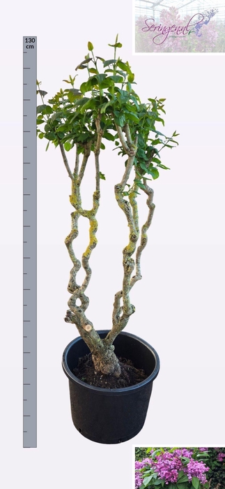 <h4>SYRI V HUGO KOSTER</h4>