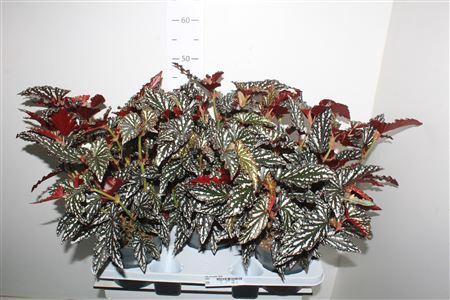 <h4>Beg Ma Spotl Dark</h4>