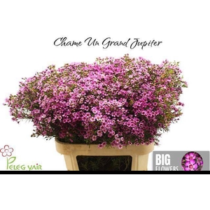 CHAME UN GRA JUPITER