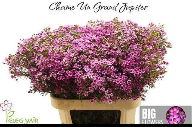 <h4>CHAME UN GRA JUPITER</h4>