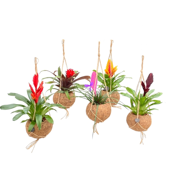 <h4>Kokodama 15 cm Special Bromelia mix</h4>