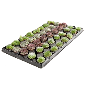 Sempervivum mix plugs x40