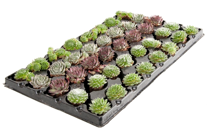 <h4>Sempervivum mix plugs x40</h4>