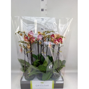 Phalaenopsis   ...red