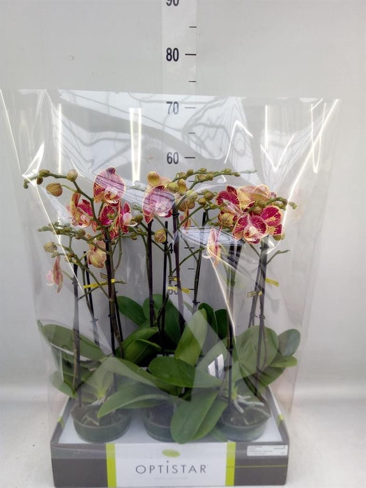 <h4>Phalaenopsis   ...red</h4>