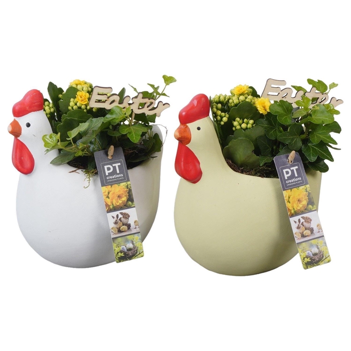 <h4>Arr. Pasen L%</h4>