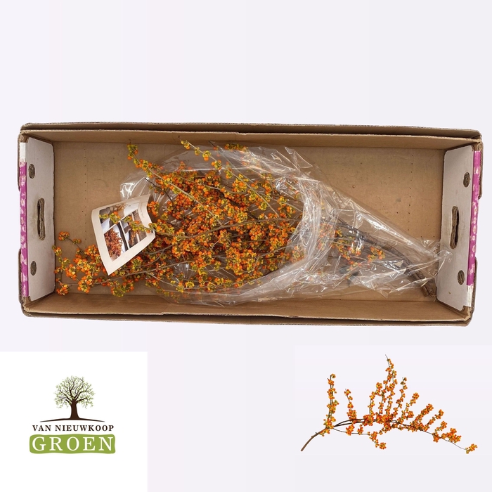 <h4>Celastrus scandens nico (berry)</h4>