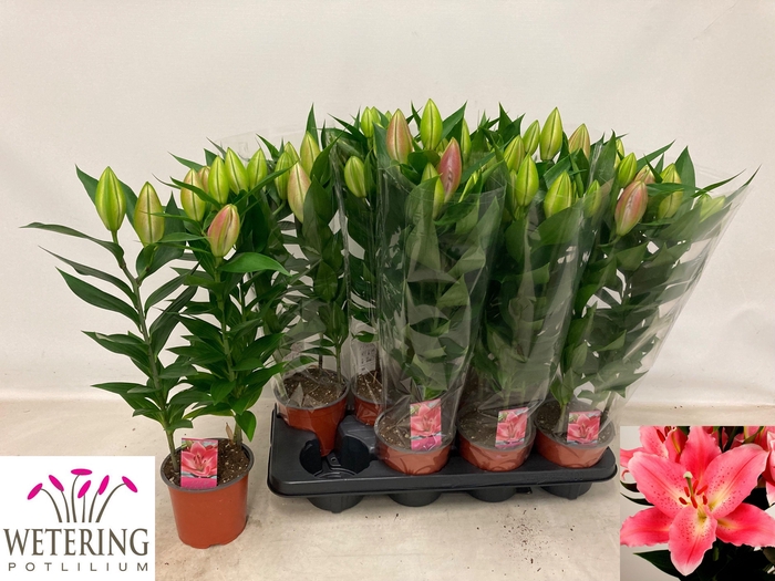 <h4>LIL OR SUNNY CAMINO</h4>