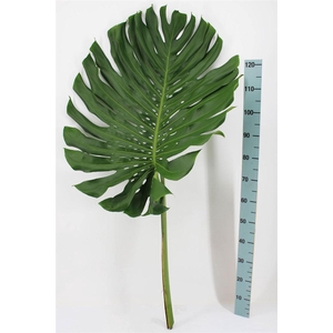 Monstera Leaf Xl