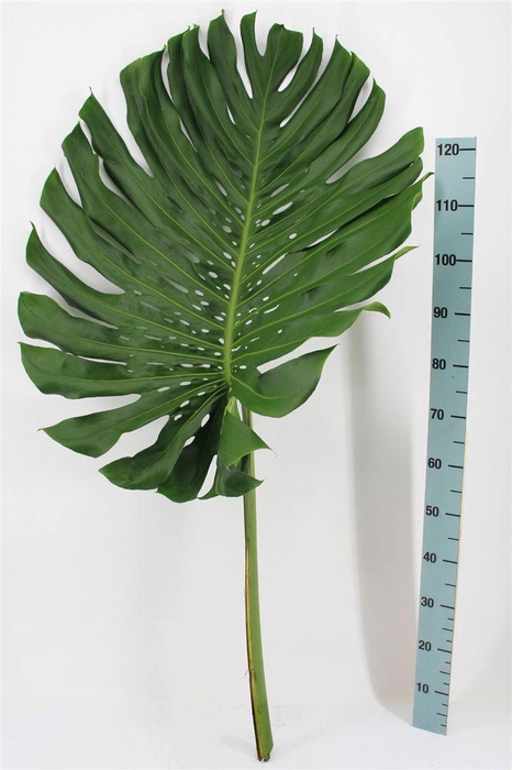 <h4>Monstera Leaf Xl</h4>