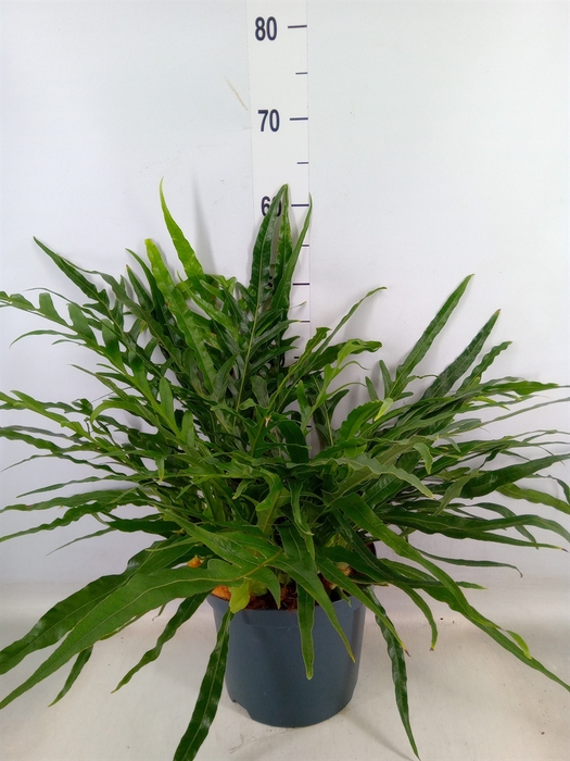 <h4>Aglaomorpha coronans   ...juveniel</h4>
