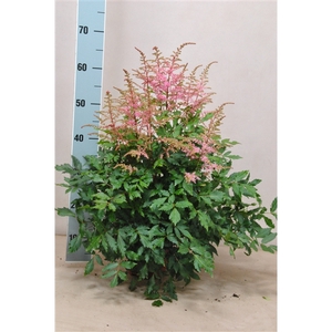 Astilbe Freya