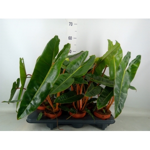 Philodendron billietiae