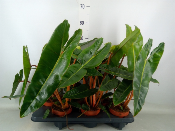 <h4>Philodendron billietiae</h4>