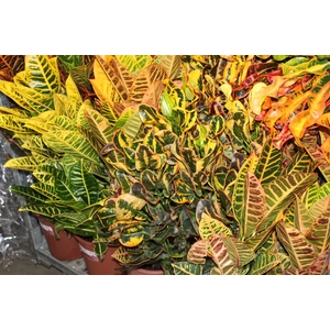 CROTON HIB VARIADO P24
