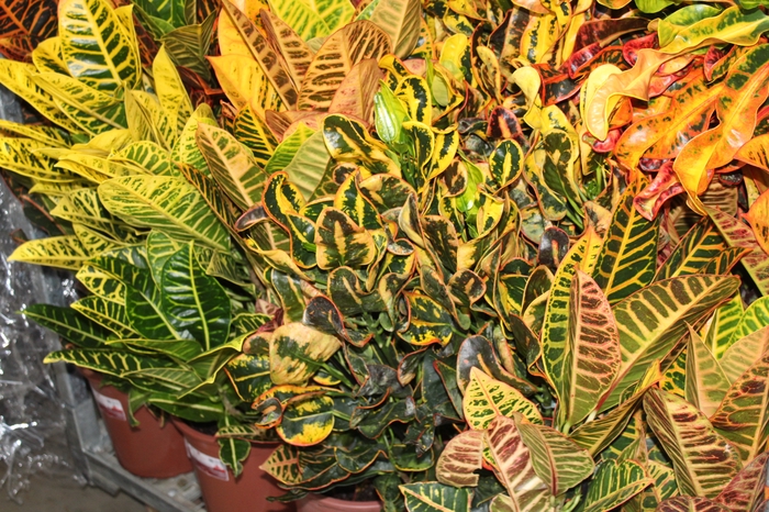 <h4>CROTON HIB VARIADO P24</h4>