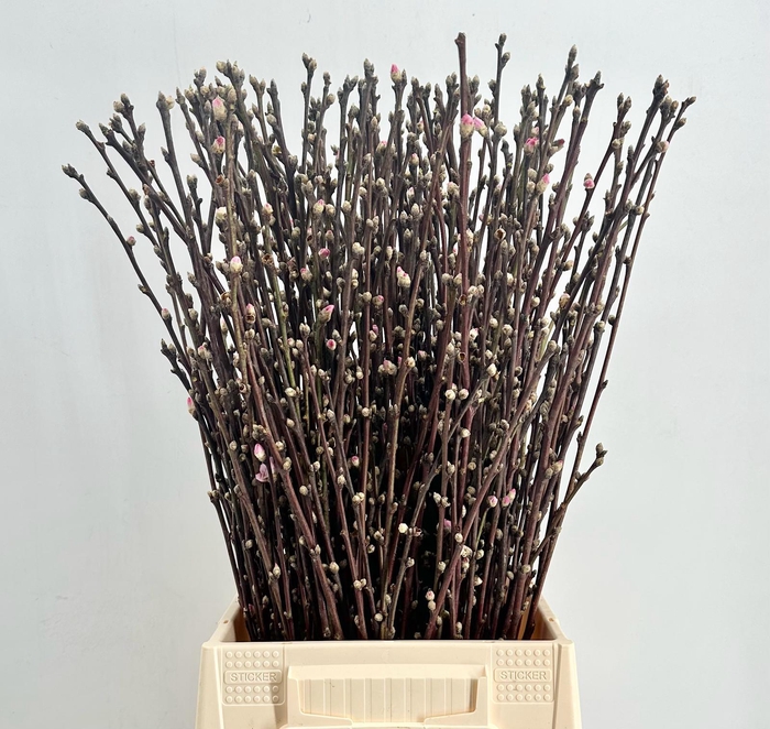 <h4>Prunus Pink</h4>