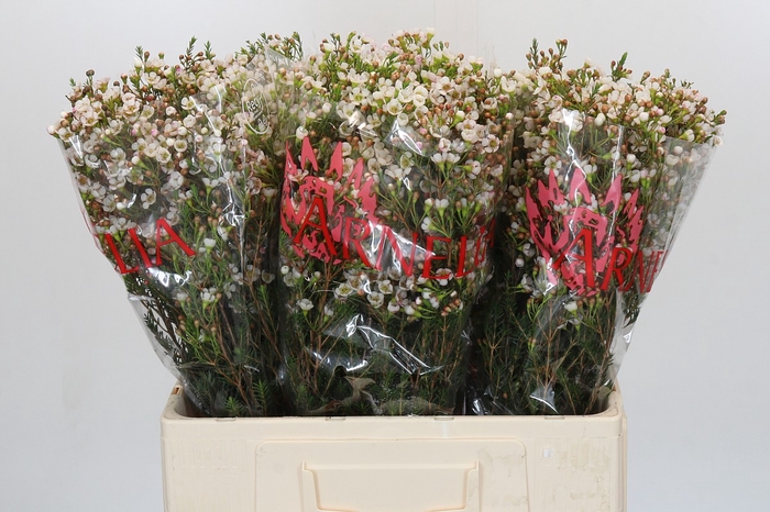 <h4>Chamelaucium Morning Delight</h4>