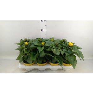 Helianthus an. 'Sunsation'