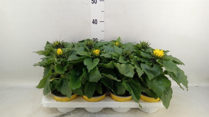 <h4>Helianthus an. 'Sunsation'</h4>