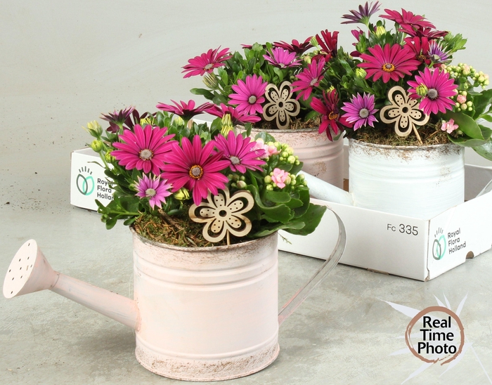 <h4>ARR TUINPLANTEN</h4>