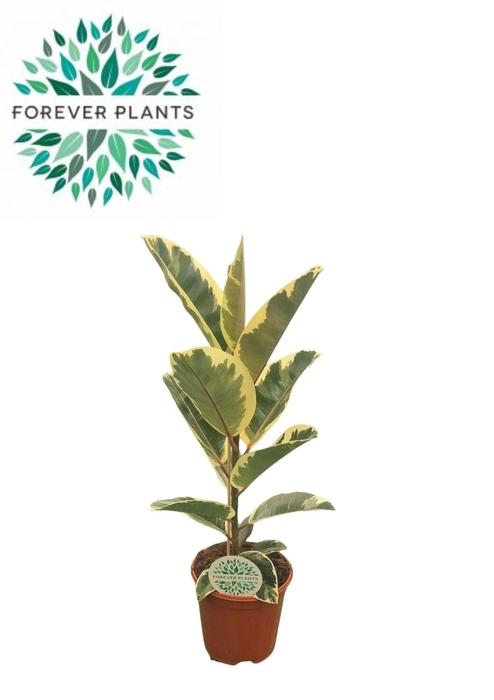 <h4>Ficus El Tineke</h4>