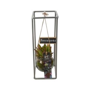 PTSU8404 Arrangement Succulenten in hangende glazen pot
