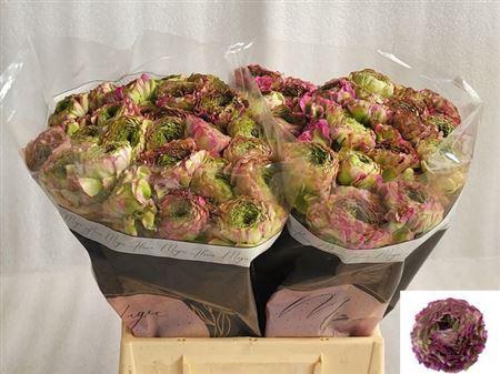 <h4>Ran Ponpon Ex Malva</h4>