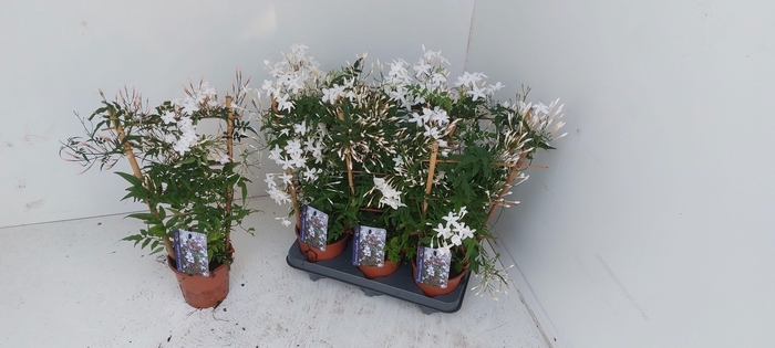 <h4>JASM POLYANTHUM WIT</h4>