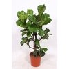Ficus Lyrata vertakt FiLy30Vt
