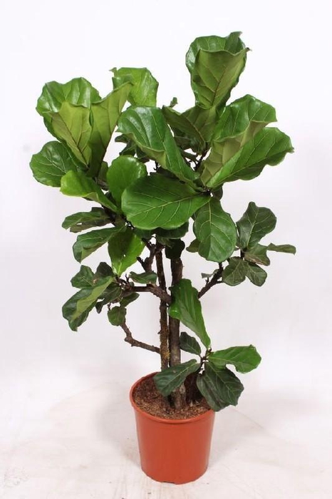 <h4>Ficus Lyrata vertakt FiLy30Vt</h4>
