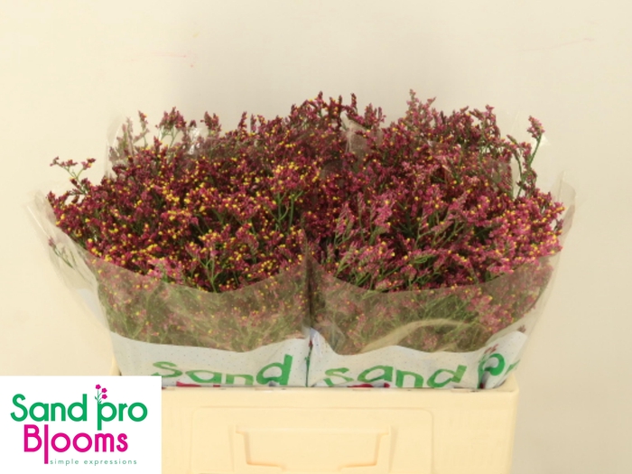 <h4>LIM SIN SCARLET DIA</h4>