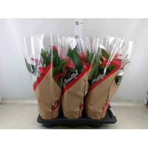Anthurium andr. 'Red Bull'