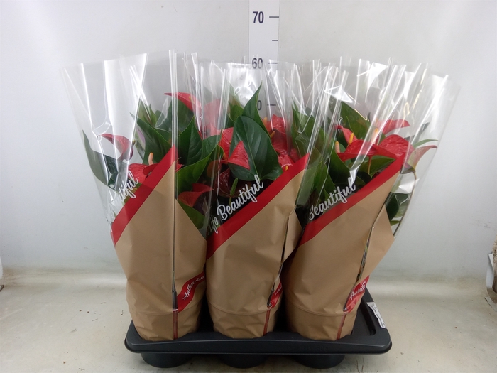 <h4>Anthurium andr. 'Red Bull'</h4>