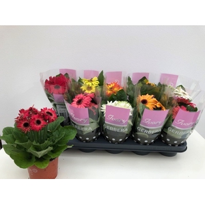Gerbera mix 12Ø 24cm 2fl