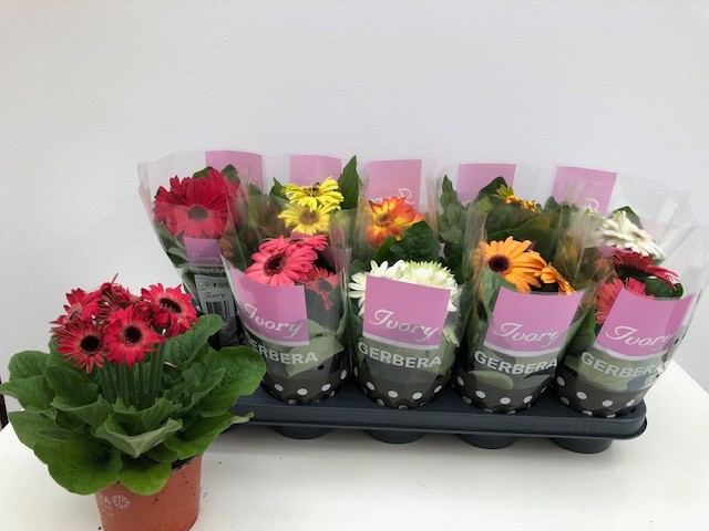 Gerbera mix 12Ø 24cm 2fl