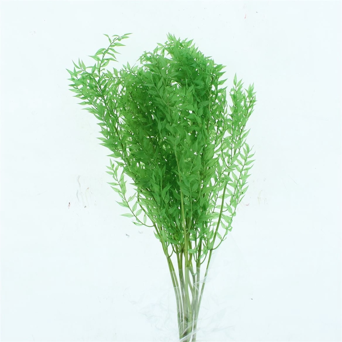 <h4>Pres Ruscus Soft Bleached Light Green Per Stem</h4>