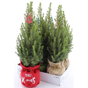 PICEA GL PERFECTA